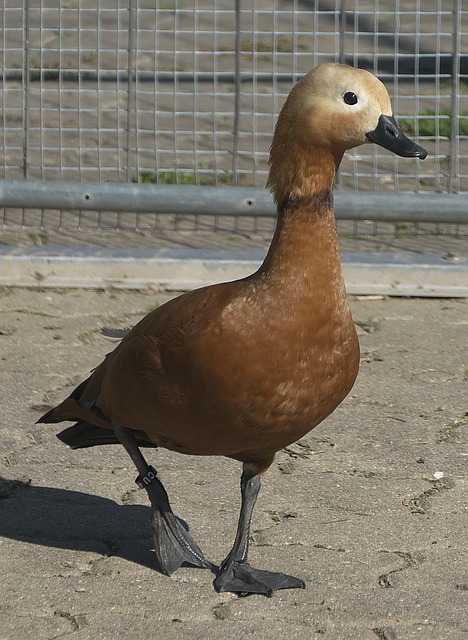 ive